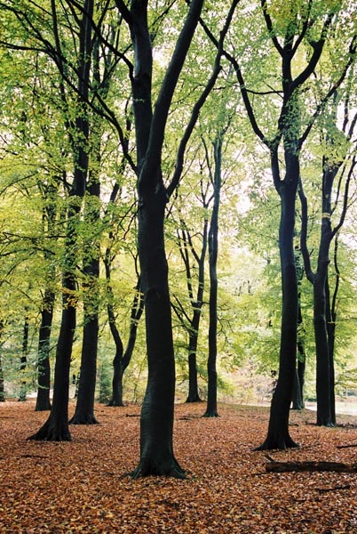 autumn2003p106F1000024