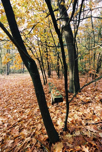 autumn2003p109F1000028