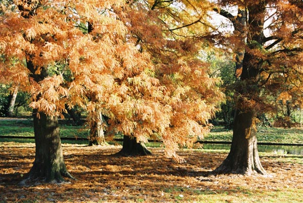 autumn2003p132F1010012