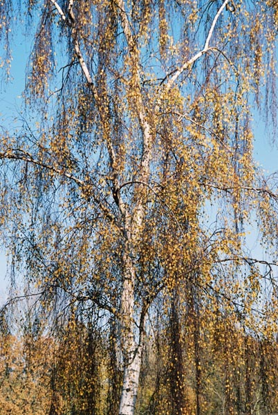 autumn2003p141F1010030