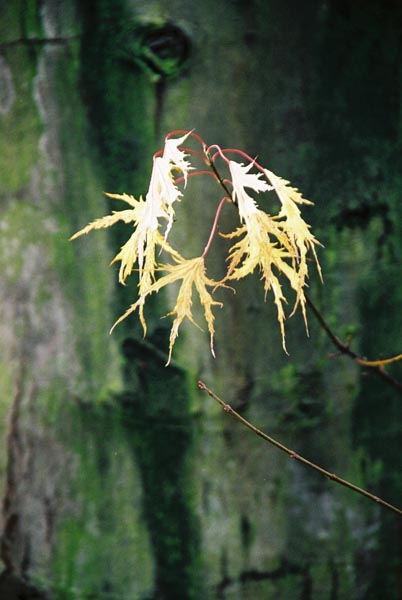 autumn2003p158F1030011