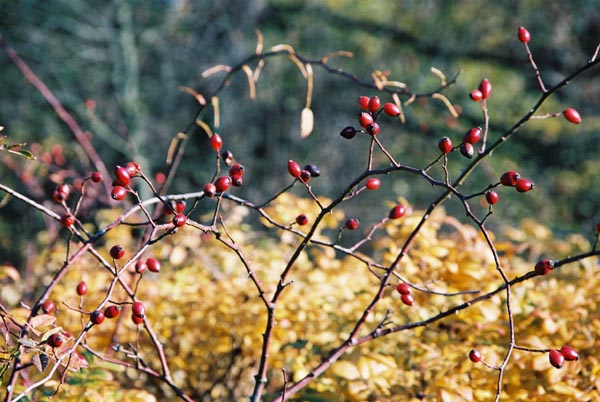 autumn2003p164F1010025