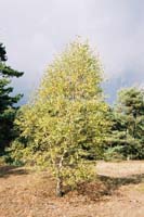 autumn2003p102F1000019