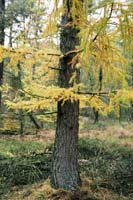 autumn2003p111F1000032