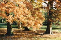 autumn2003p132F1010012