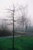 autumn2003p147F1030027