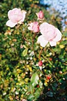 autumn2003p161F1000030