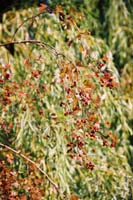 autumn2003p162F1000023