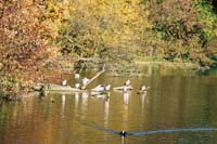 autumn2003p181F1010016