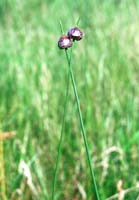 con06-grass002print_