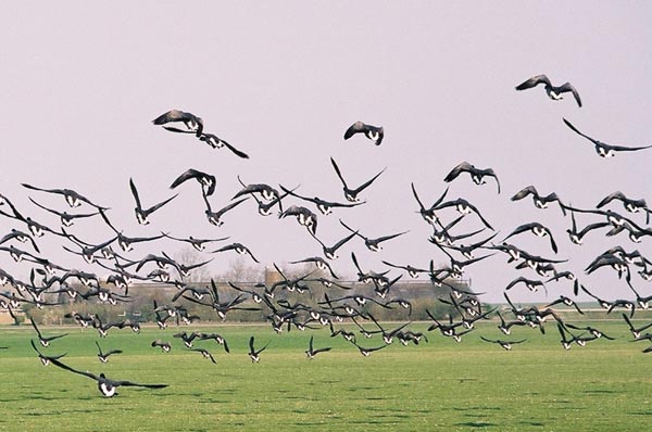 nl05-schier111F1010024birds_
