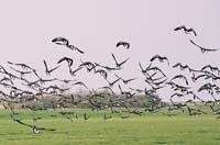 nl05-schier111F1010024birds_