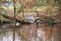 ses00-autumn2000p0101heron_