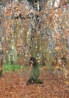 ses01-autumnt2000p100tree_