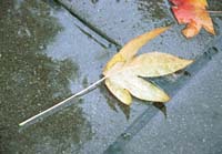 ses05-autumn2000p004leaf_