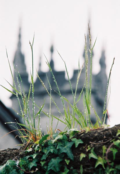trv02-limerick151grassdropsF1010012_
