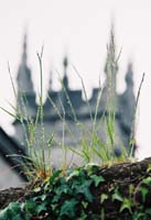 trv02-limerick151grassdropsF1010012_