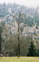 trv12-interlaken107F1000014_