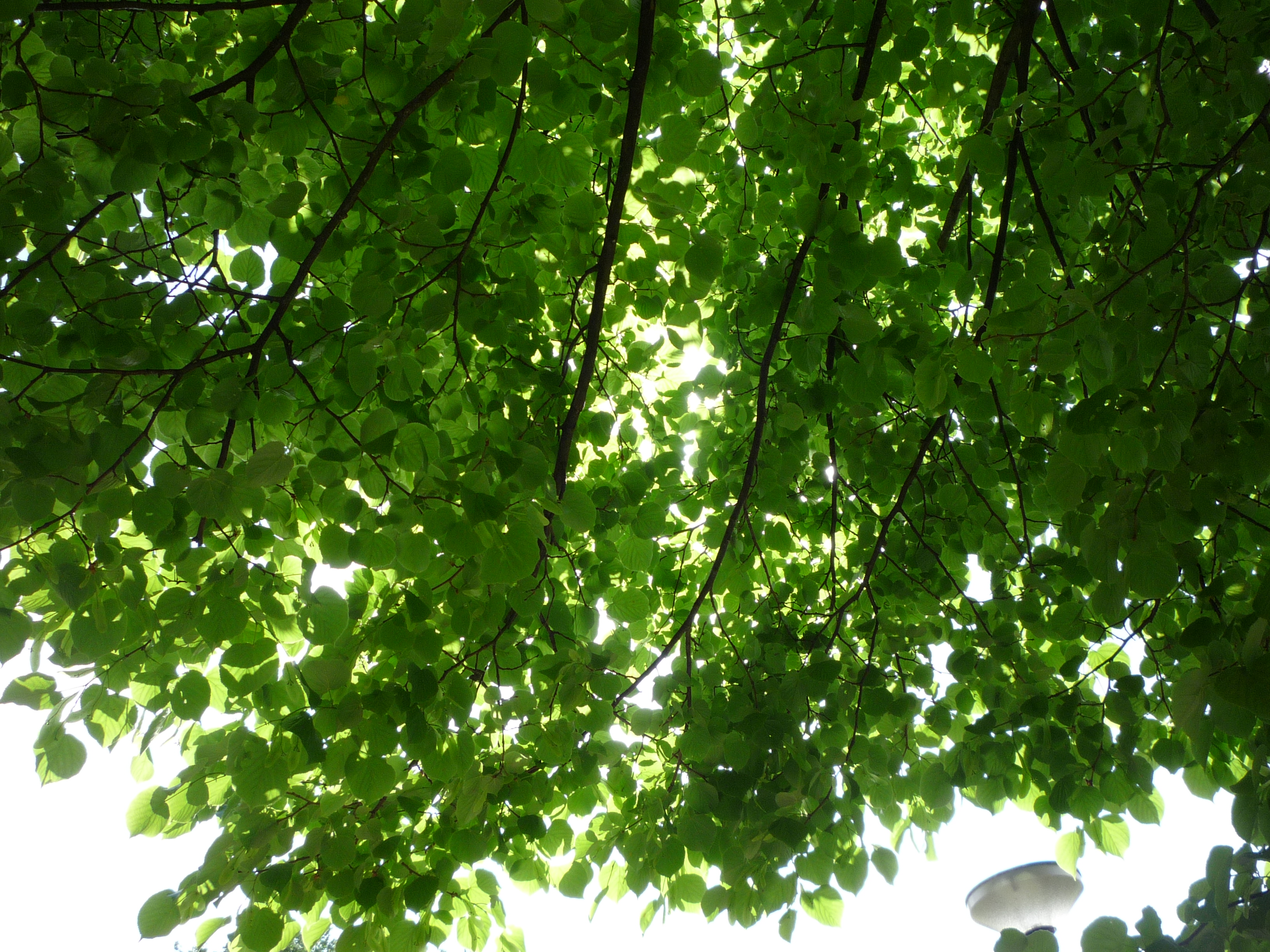 scene431a-pana-lz8-leica-P1000838