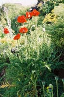 am2004amberdcastle112F1100012_