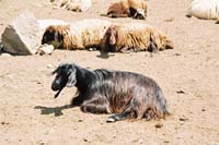 am2004aragatz116F1100029