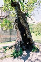 am2004haghardzin114F1110018