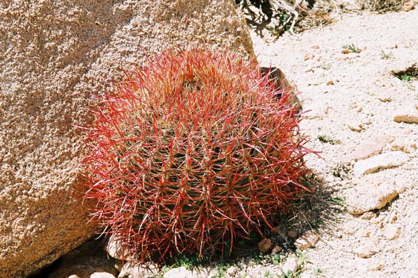 jtnp118F1010011_