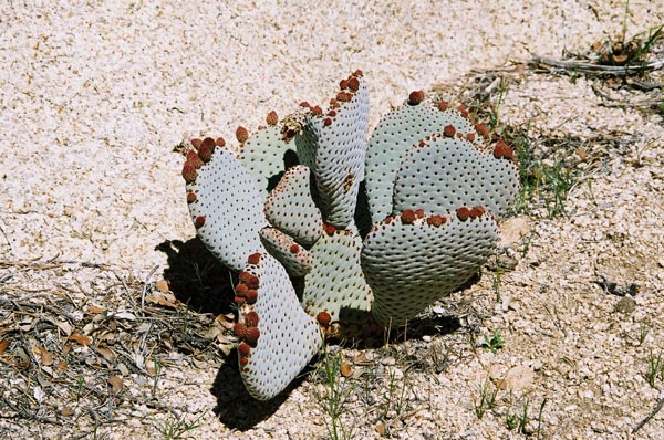 jtnp119F1010016_