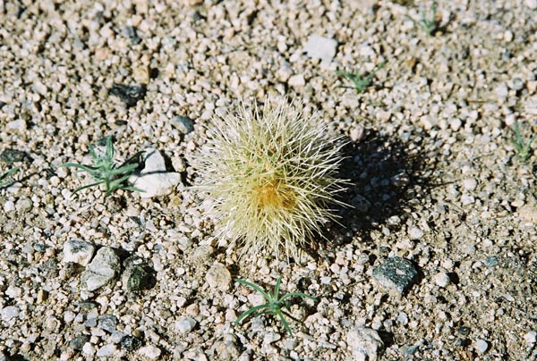 jtnp126F1000008_