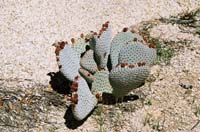 jtnp119F1010016_