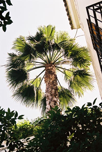 seville141F1020024