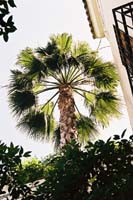 seville141F1020024