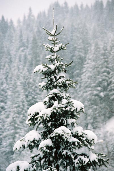 winter2004gerlos113F1020035_
