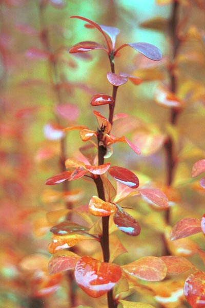 ba01-dew001divoneprint_